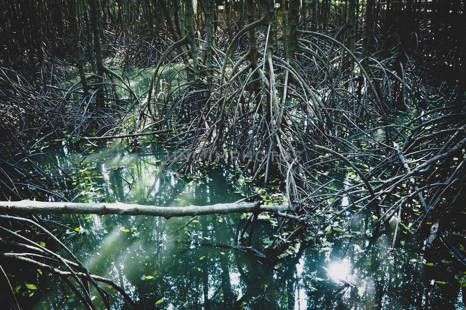 mangrove forest nature protection save environment seaside land in Asia Thailand. by Petrichor