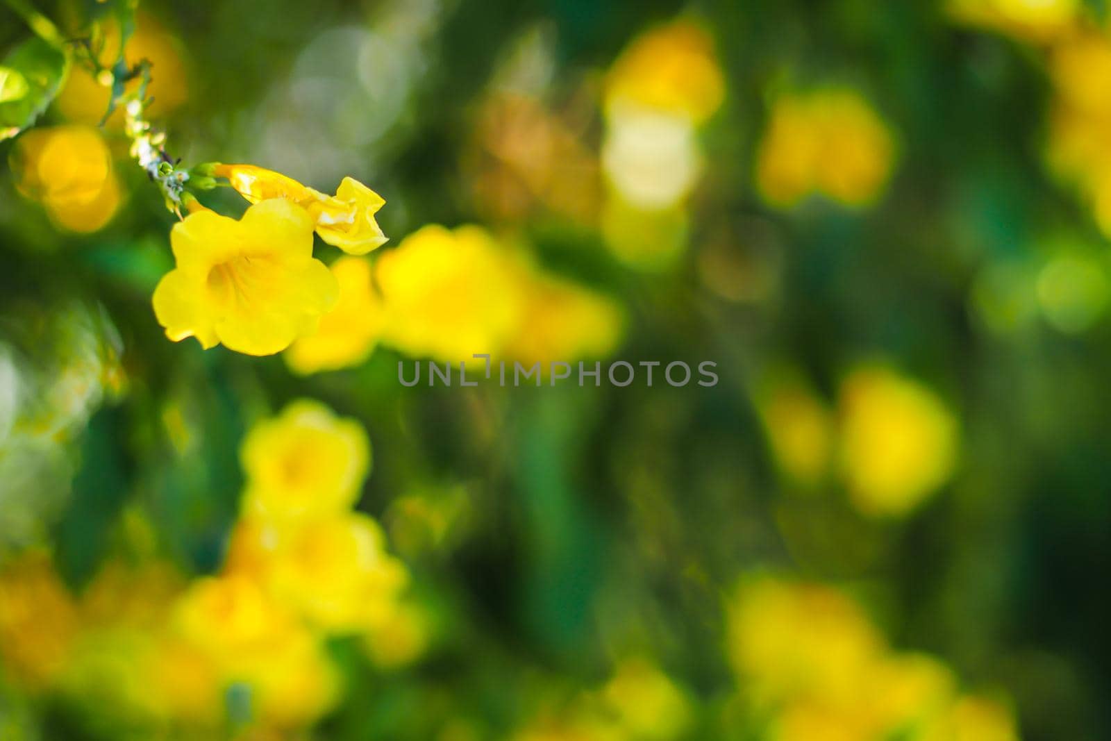 Leaves and yellow blossom flowers in summer. Botanical illustration composition of yellow flowers and wild herbs