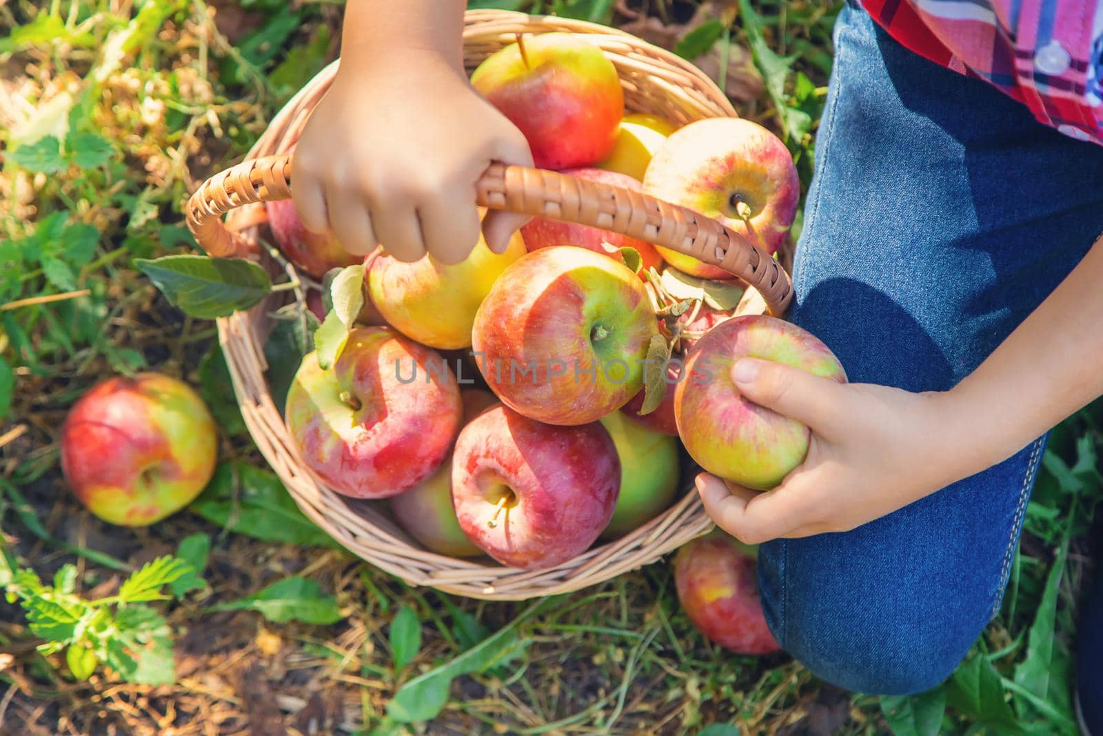 child picks apples in the garden in the garden. Selective focus. nature.