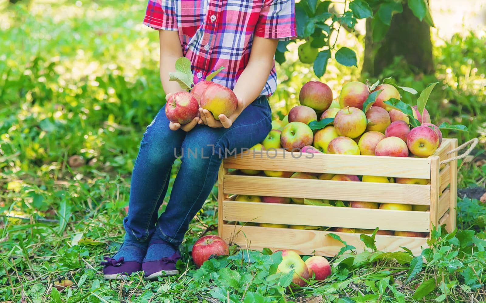 child picks apples in the garden in the garden. Selective focus.