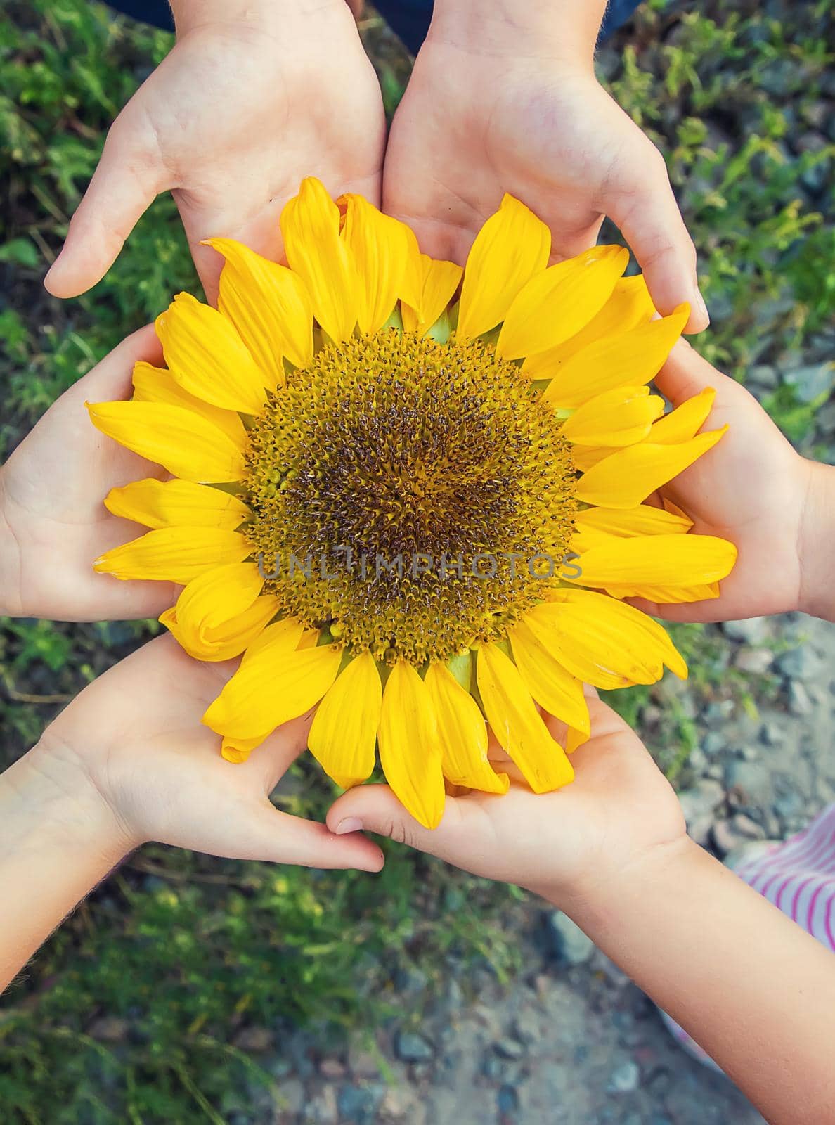 children are holding a sunflower in their hands. Selective focus. by yanadjana