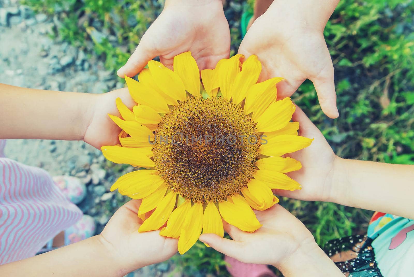 children are holding a sunflower in their hands. Selective focus. nature.