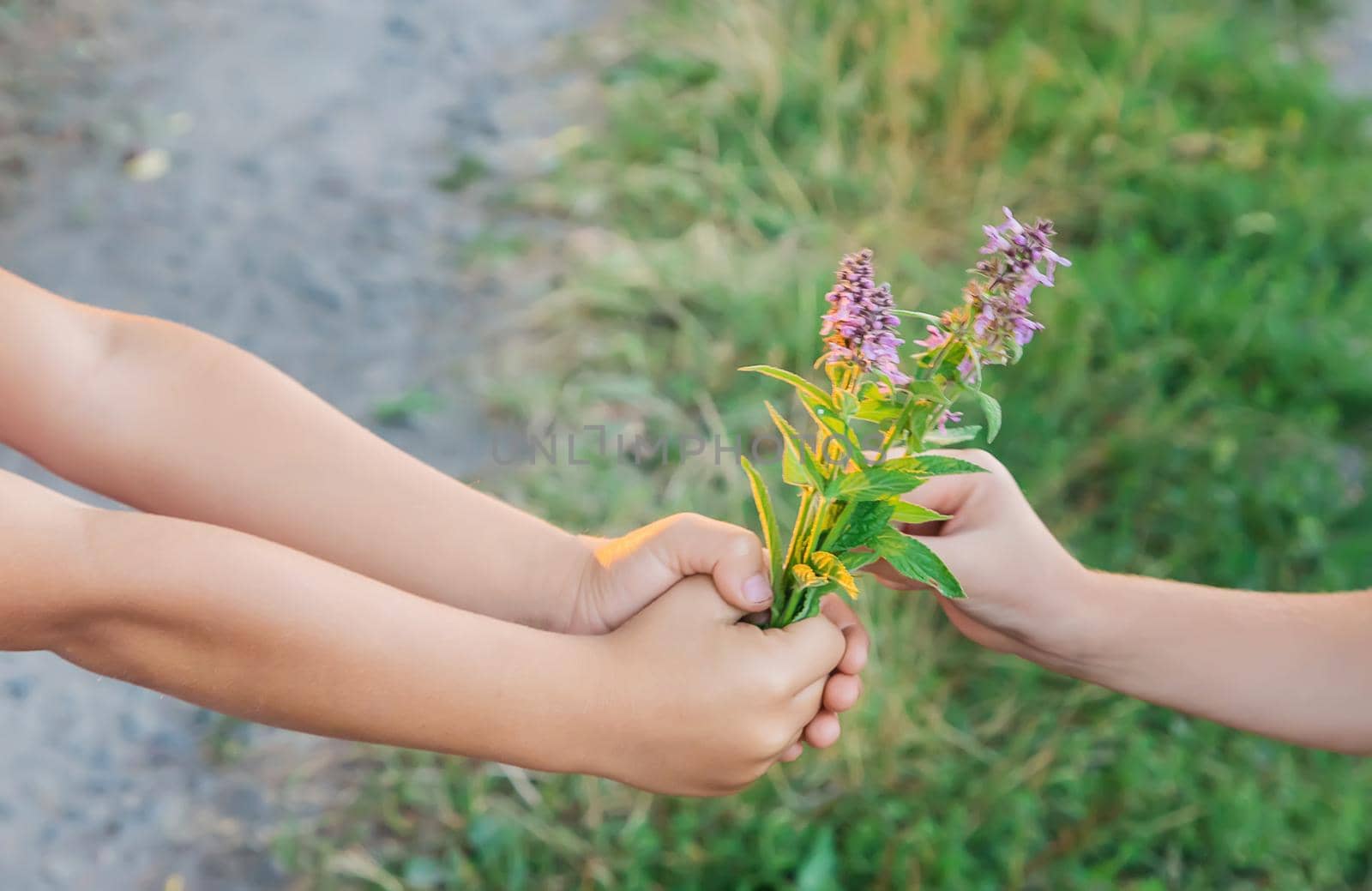 children hold hands together with flowers. Selective focus. nature.