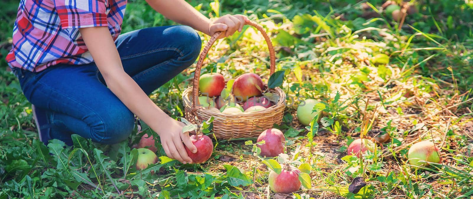 child picks apples in the garden in the garden. Selective focus. by yanadjana