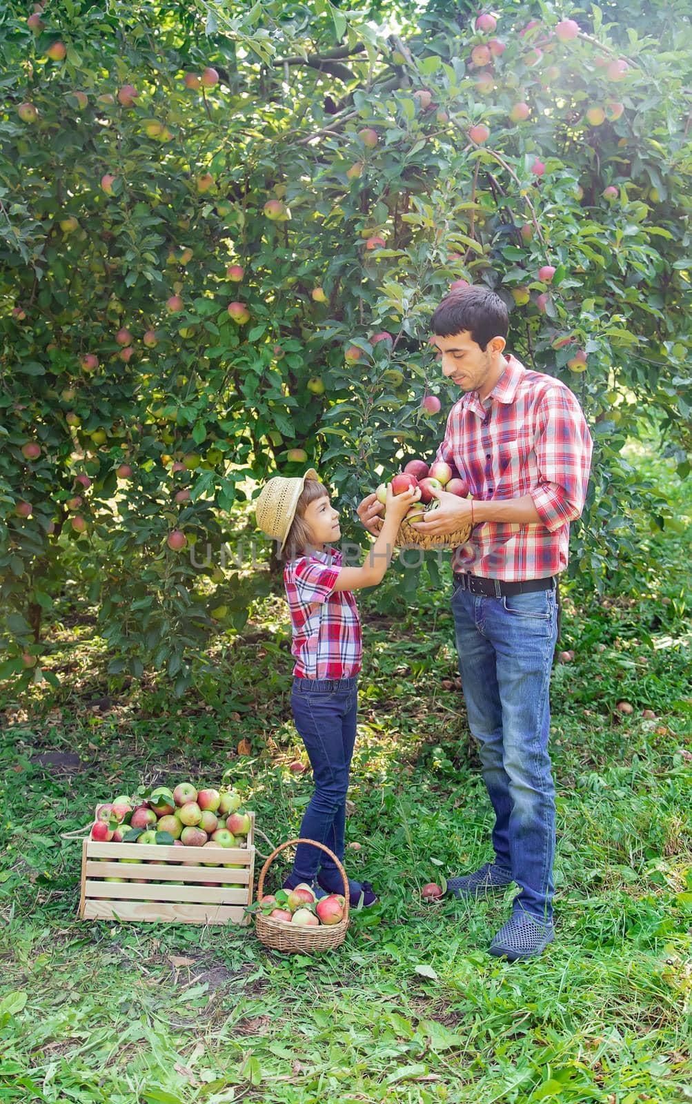 Daughter and father collect apples in the garden. Selective focus. by yanadjana