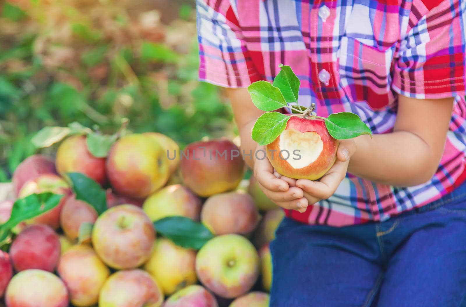 child picks apples in the garden in the garden. Selective focus. by yanadjana