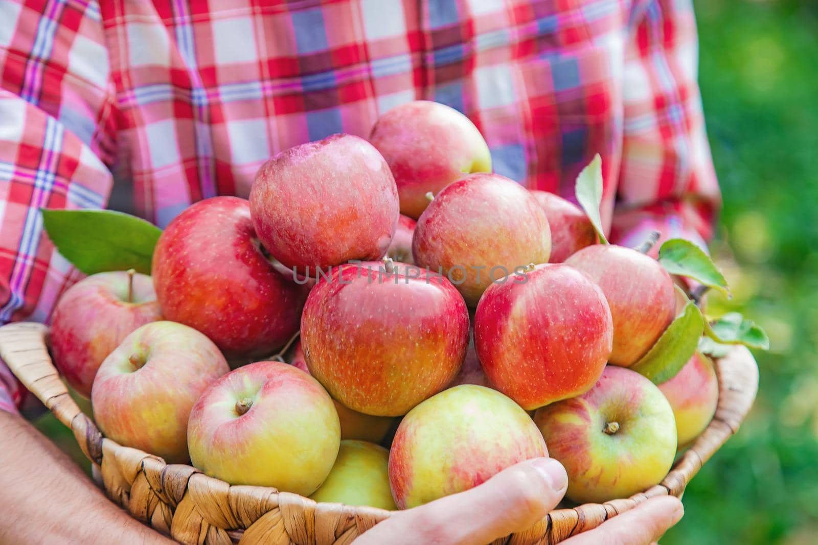 Man gardener picks apples in the garden in the garden. Selective focus. nature.