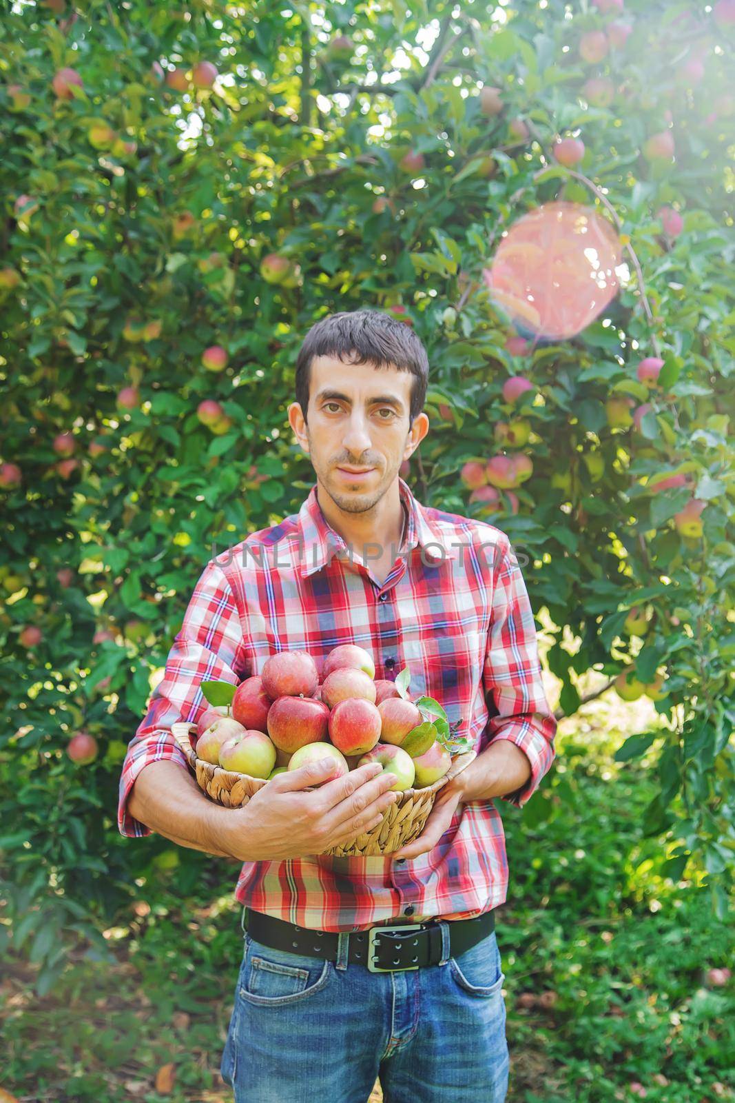 Man gardener picks apples in the garden in the garden. Selective focus.