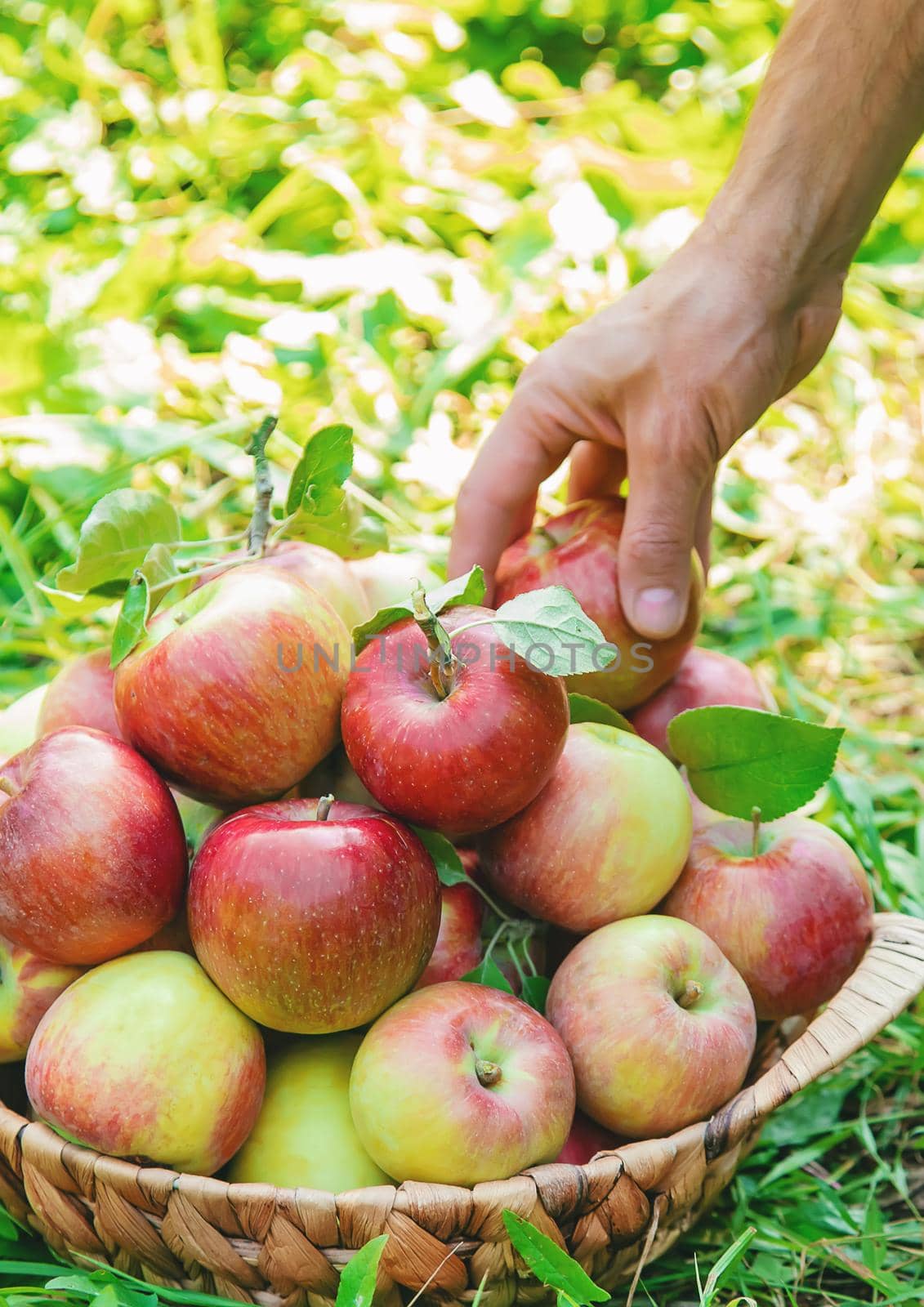 Man gardener picks apples in the garden in the garden. Selective focus. nature.