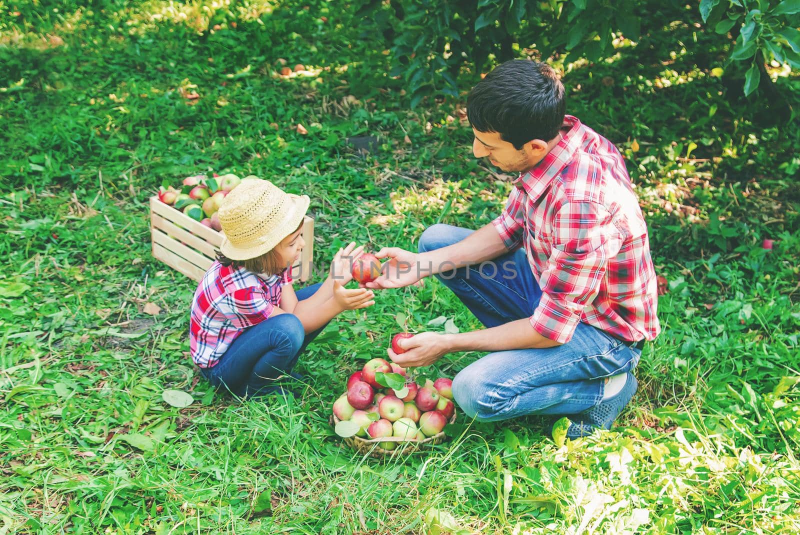 Daughter and father collect apples in the garden. Selective focus. nature.