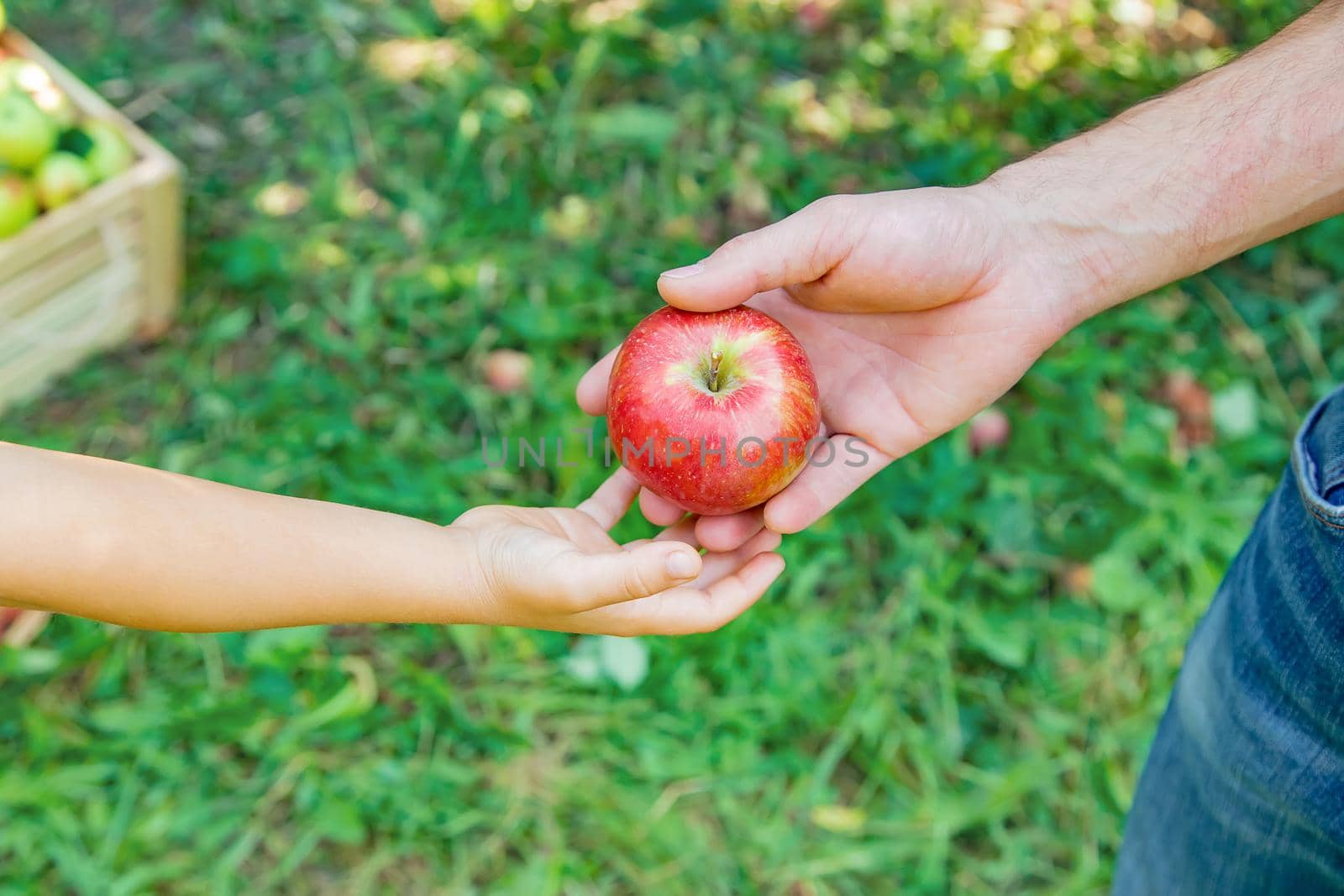 Daughter and father collect apples in the garden. Selective focus. nature.