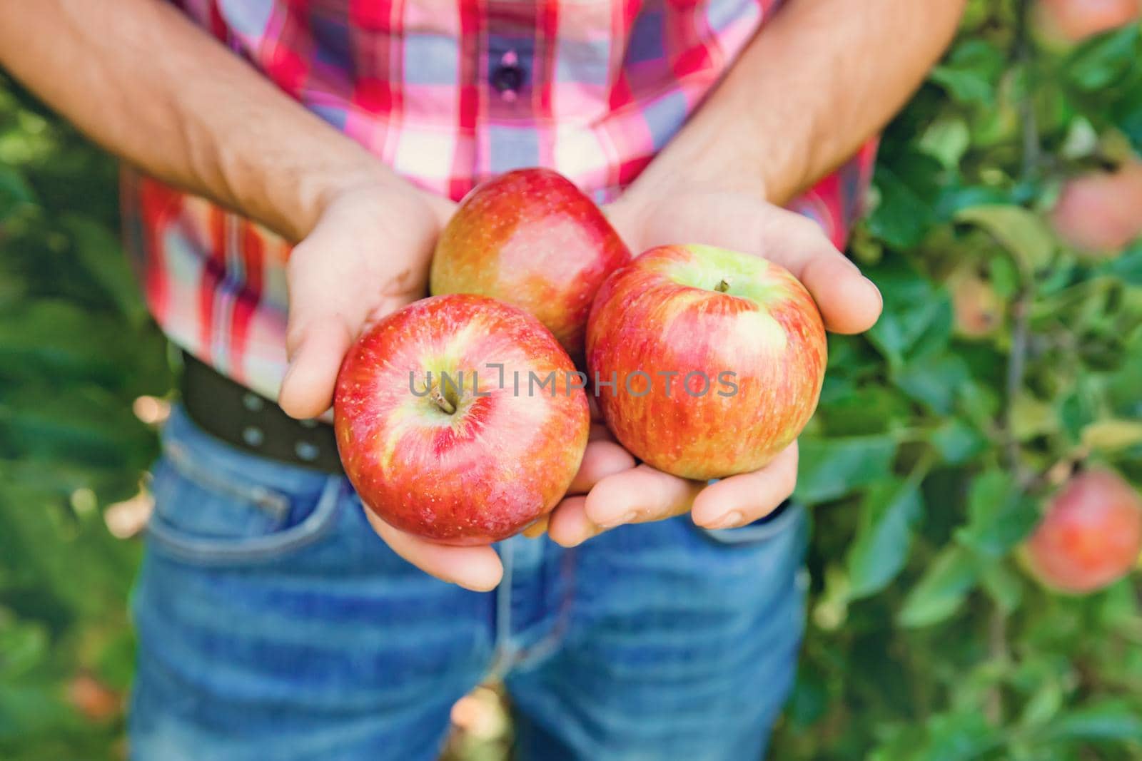 Man gardener picks apples in the garden in the garden. Selective focus. nature.