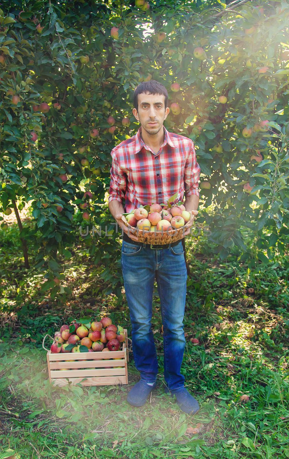 Man gardener picks apples in the garden in the garden. Selective focus. by yanadjana