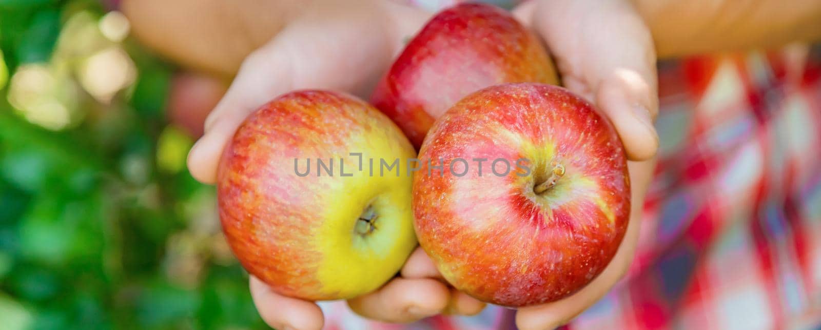 Man gardener picks apples in the garden in the garden. Selective focus. nature.