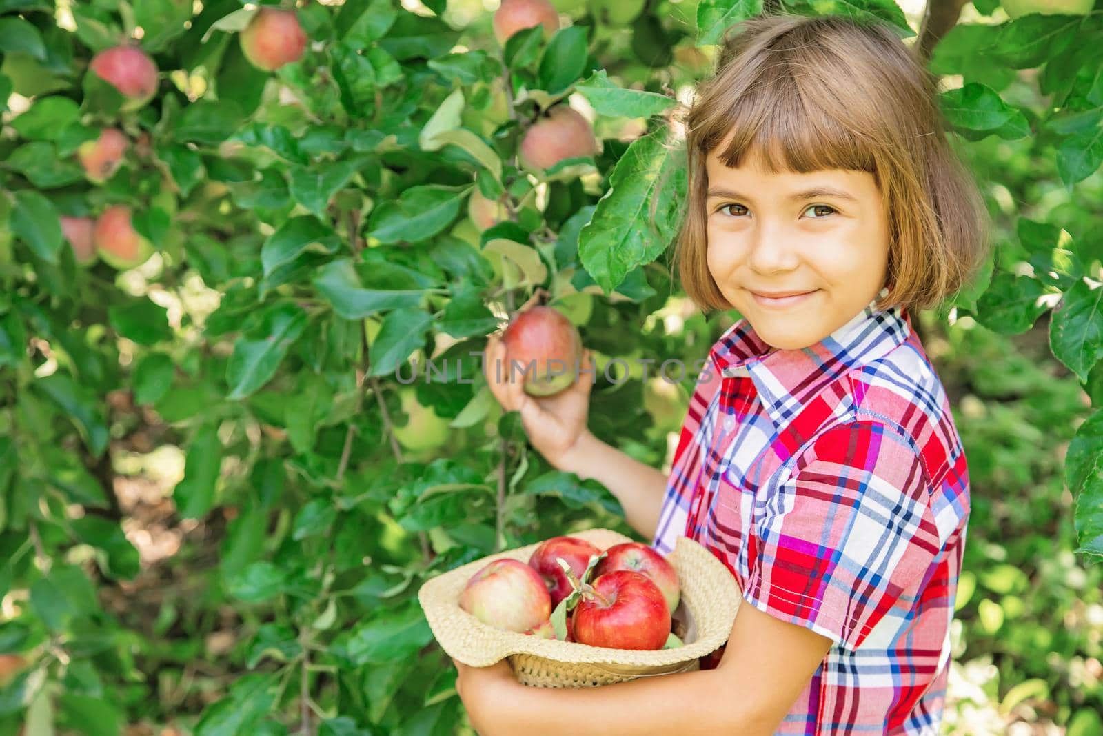 child picks apples in the garden in the garden. Selective focus.