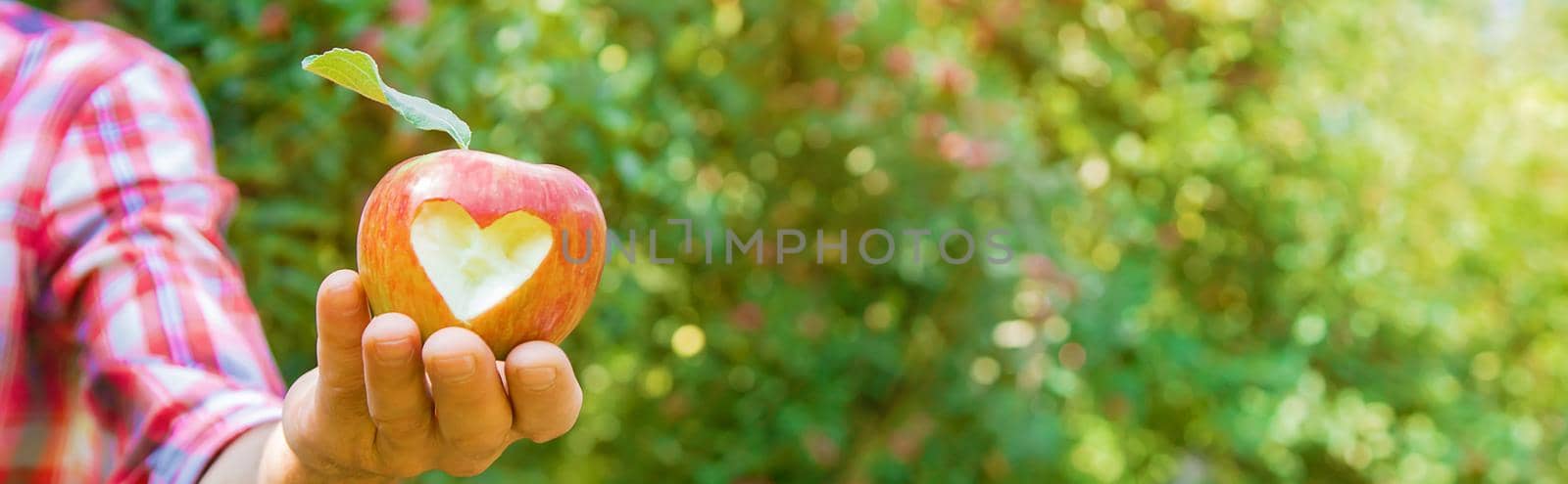 Man gardener picks apples in the garden in the garden. Selective focus. nature.