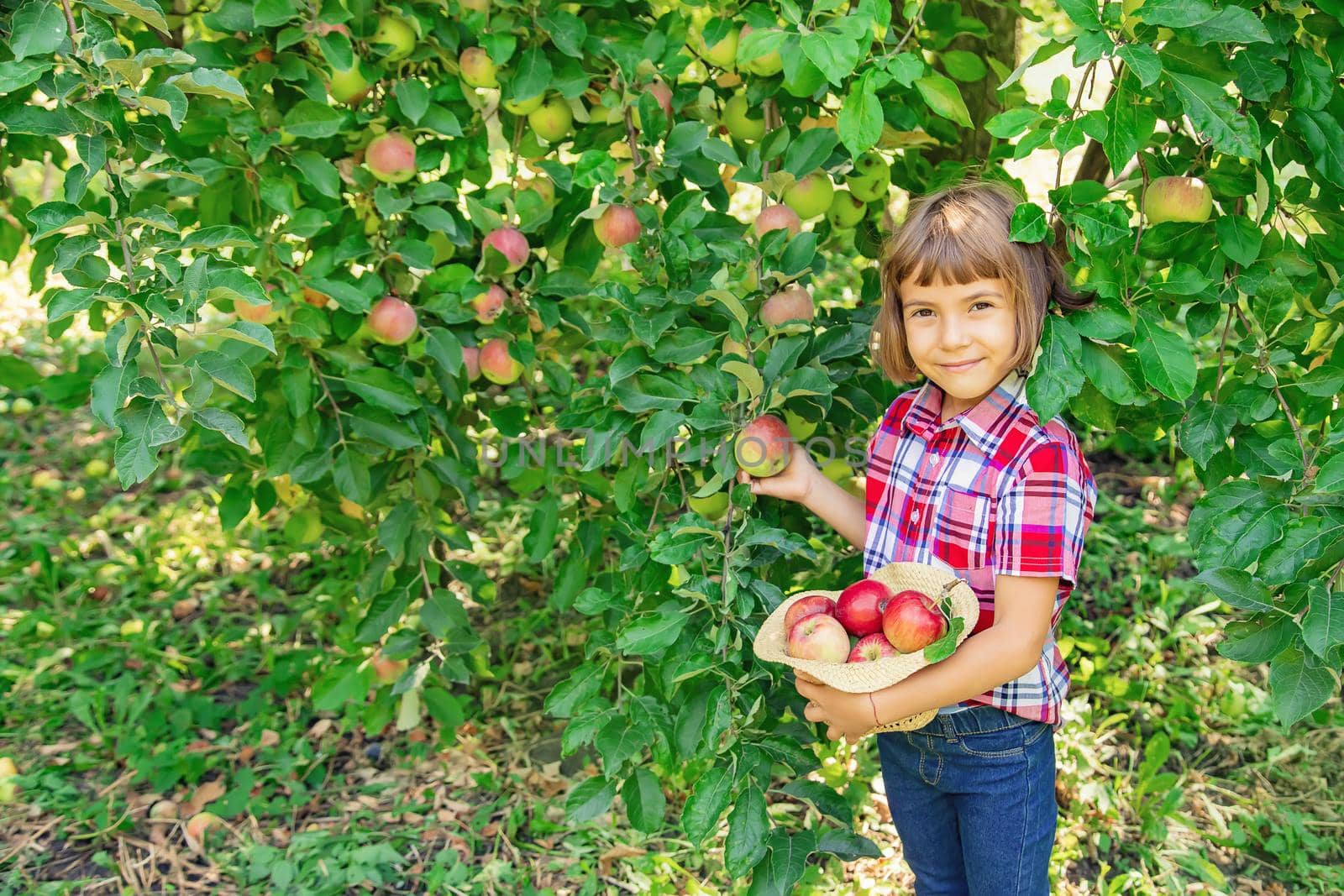 child picks apples in the garden in the garden. Selective focus. by yanadjana