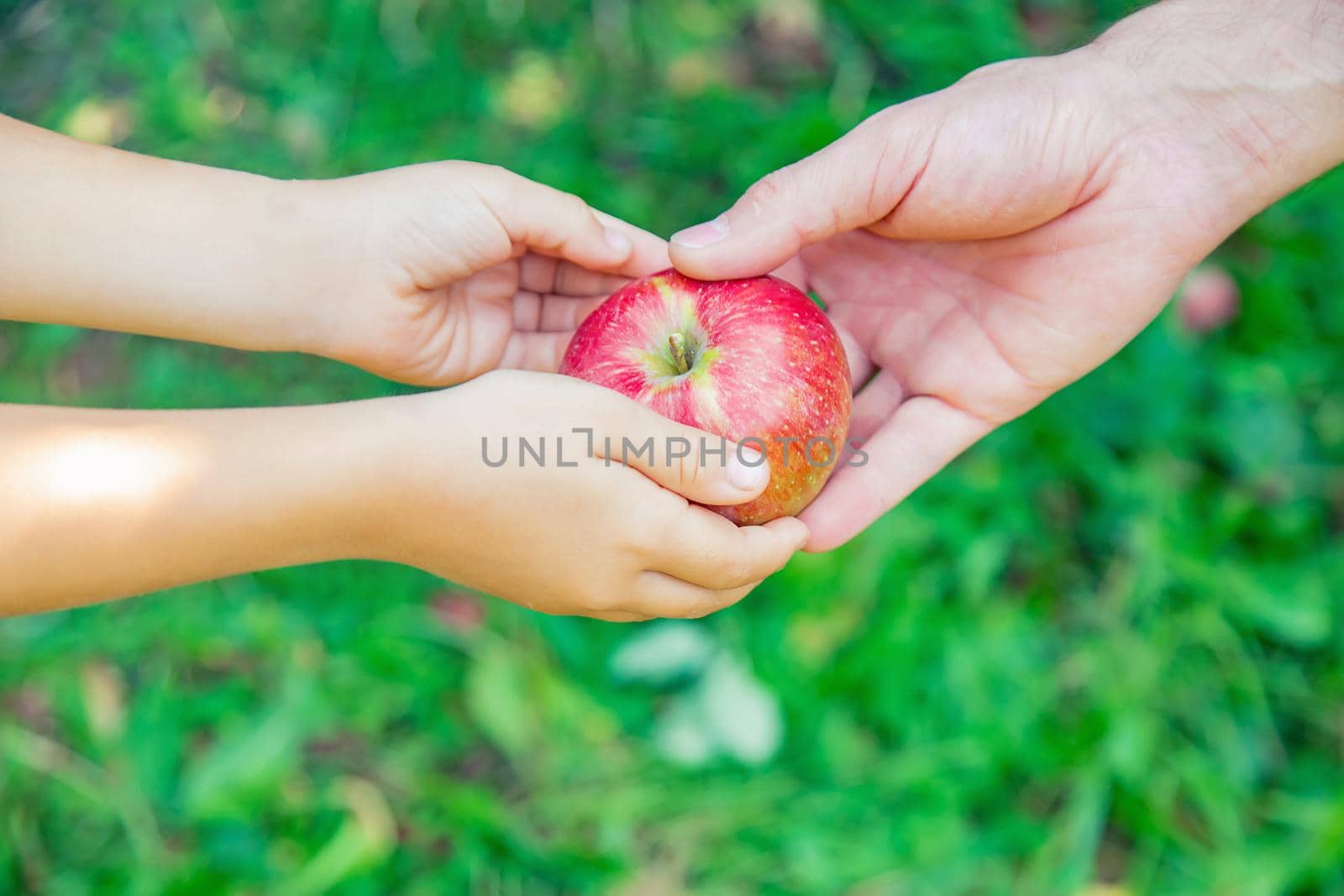 Daughter and father collect apples in the garden. Selective focus. nature.