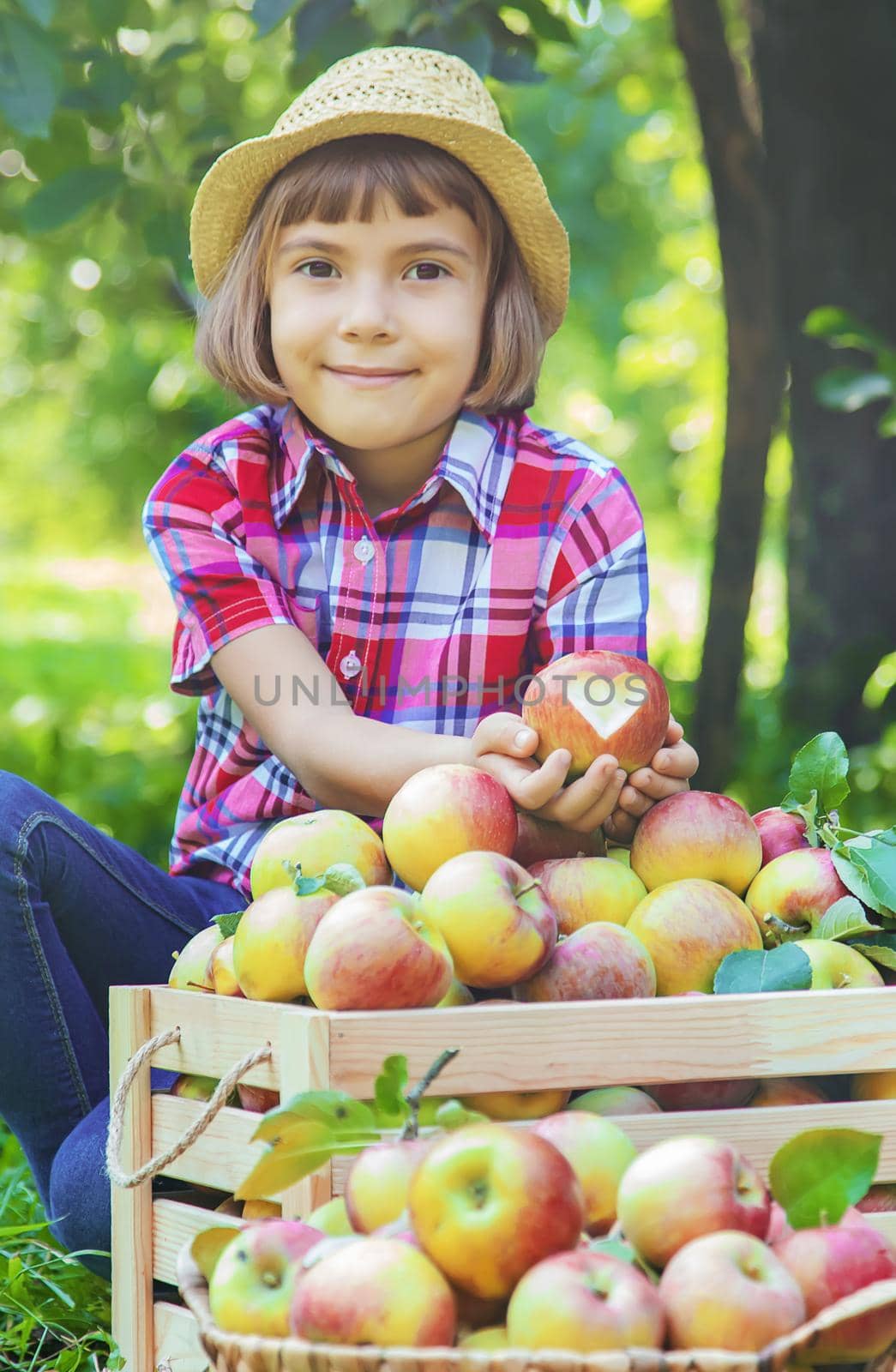 child picks apples in the garden in the garden. Selective focus. by yanadjana