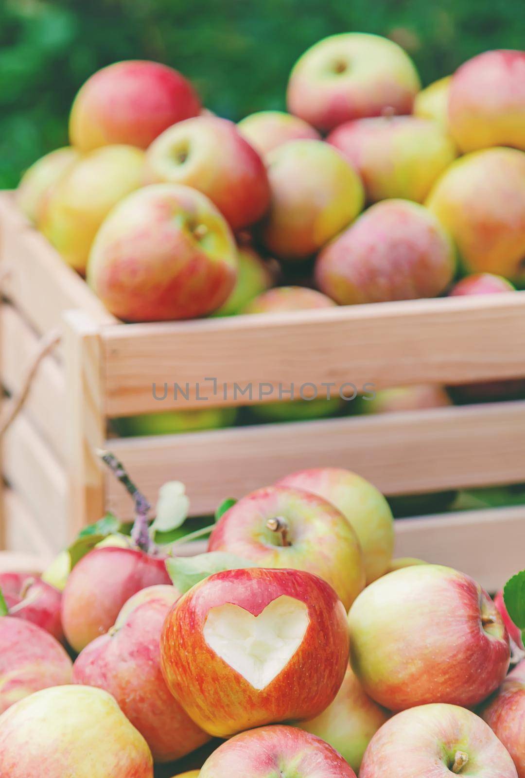 Harvest apples in a box on a tree in the garden. Selective focus. nature.