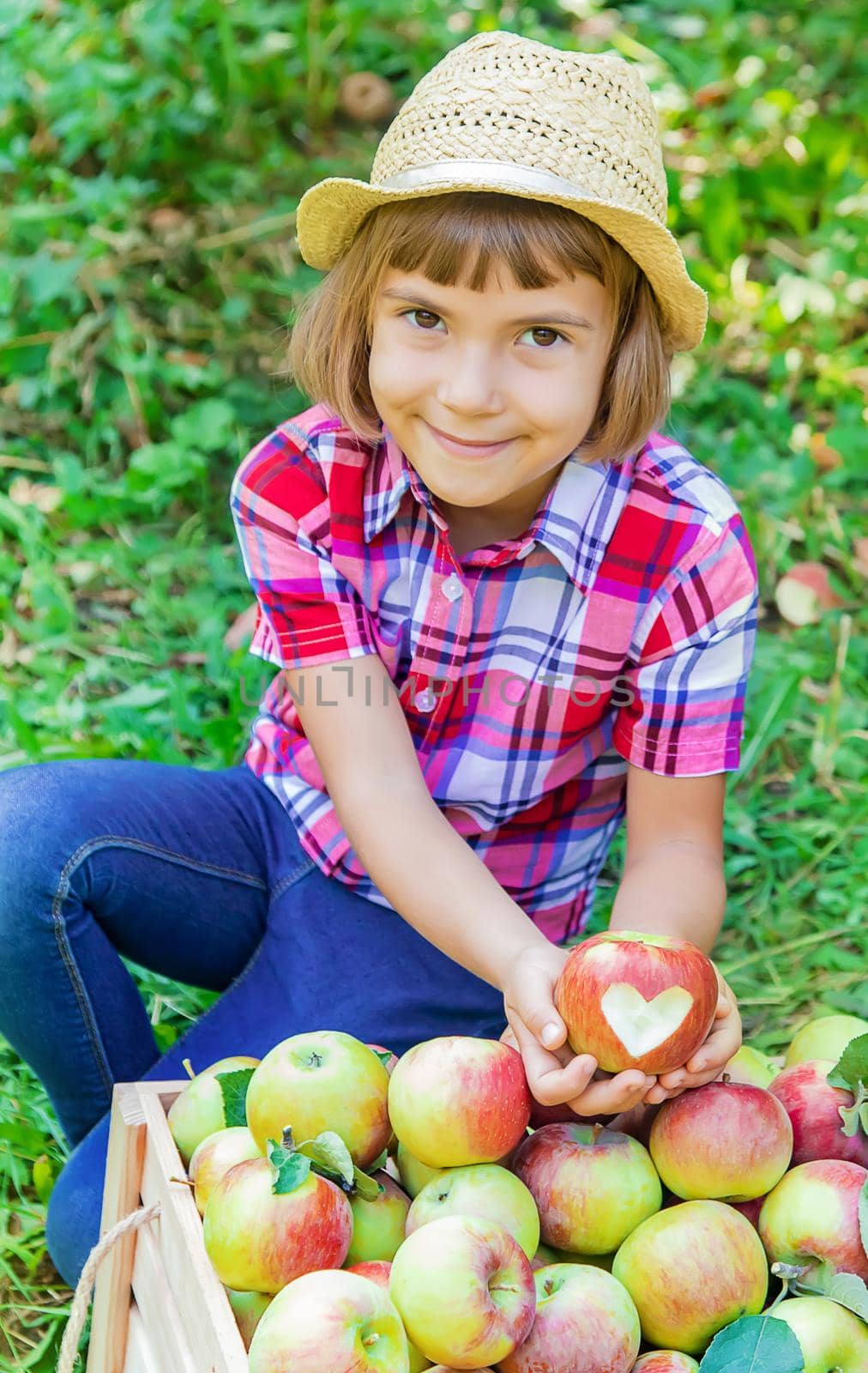 child picks apples in the garden in the garden. Selective focus. by yanadjana