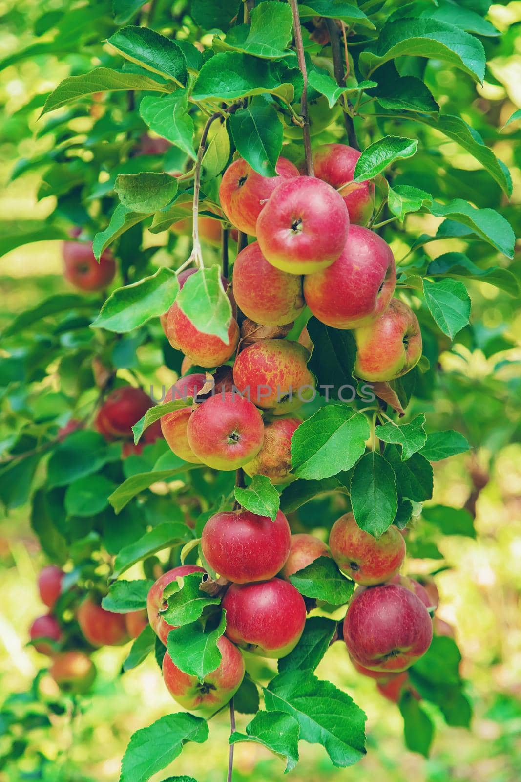 Apples on a tree in the garden. Selective focus. by yanadjana