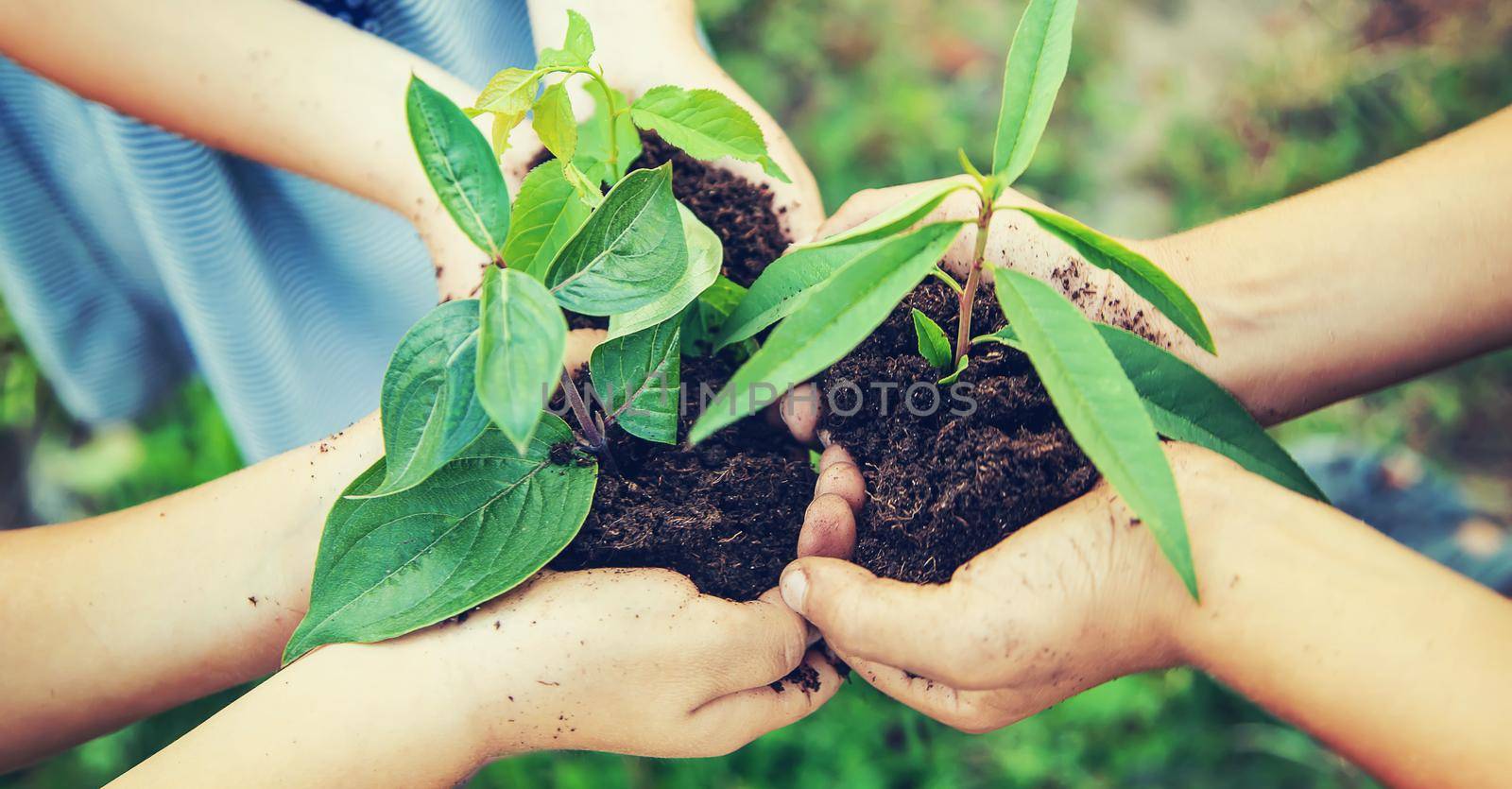 children plant plants together in their hands. Selective focus. by yanadjana