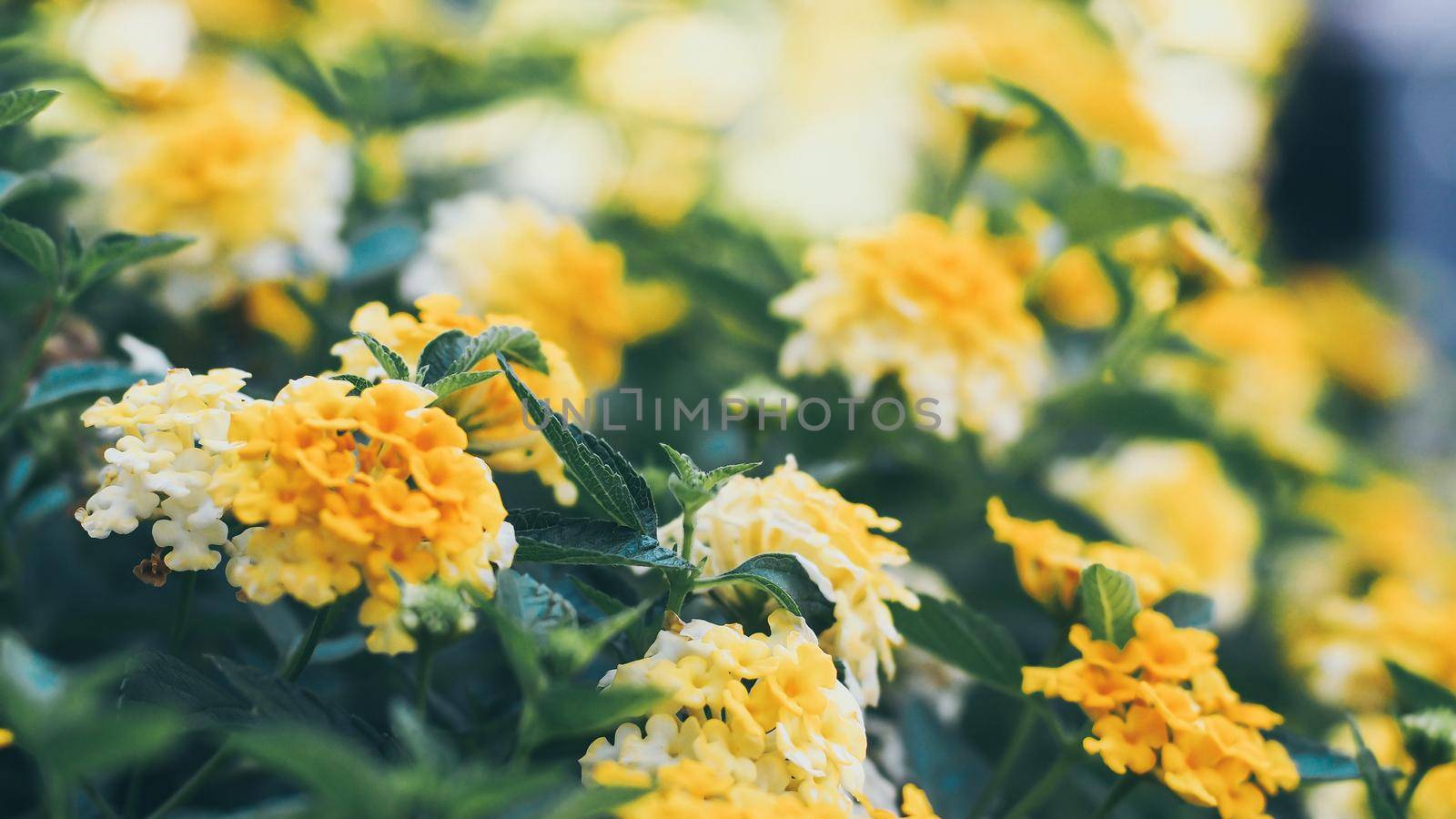 Nature Minimal Concept - Green Leaves Background with small little yellow flower;