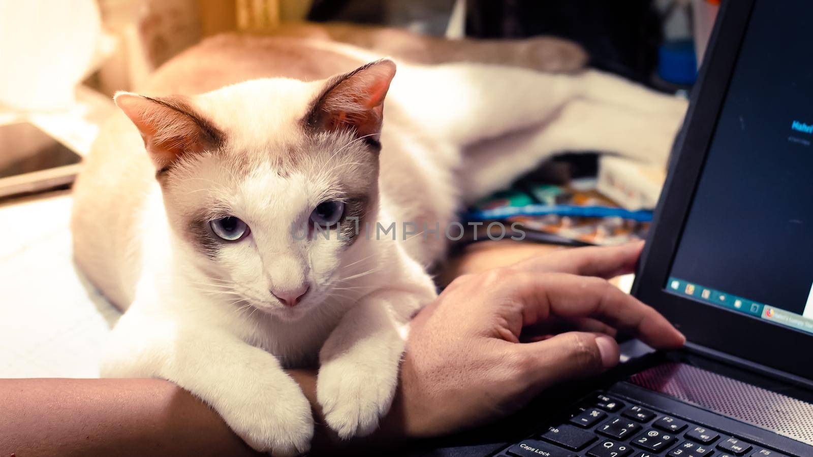 Cute cat dozing on man's hand. Furry pet cuddling up to it's owner and getting in the way of his work. Freelance job . Man is at the computer keyboard . work with cat concept by Petrichor