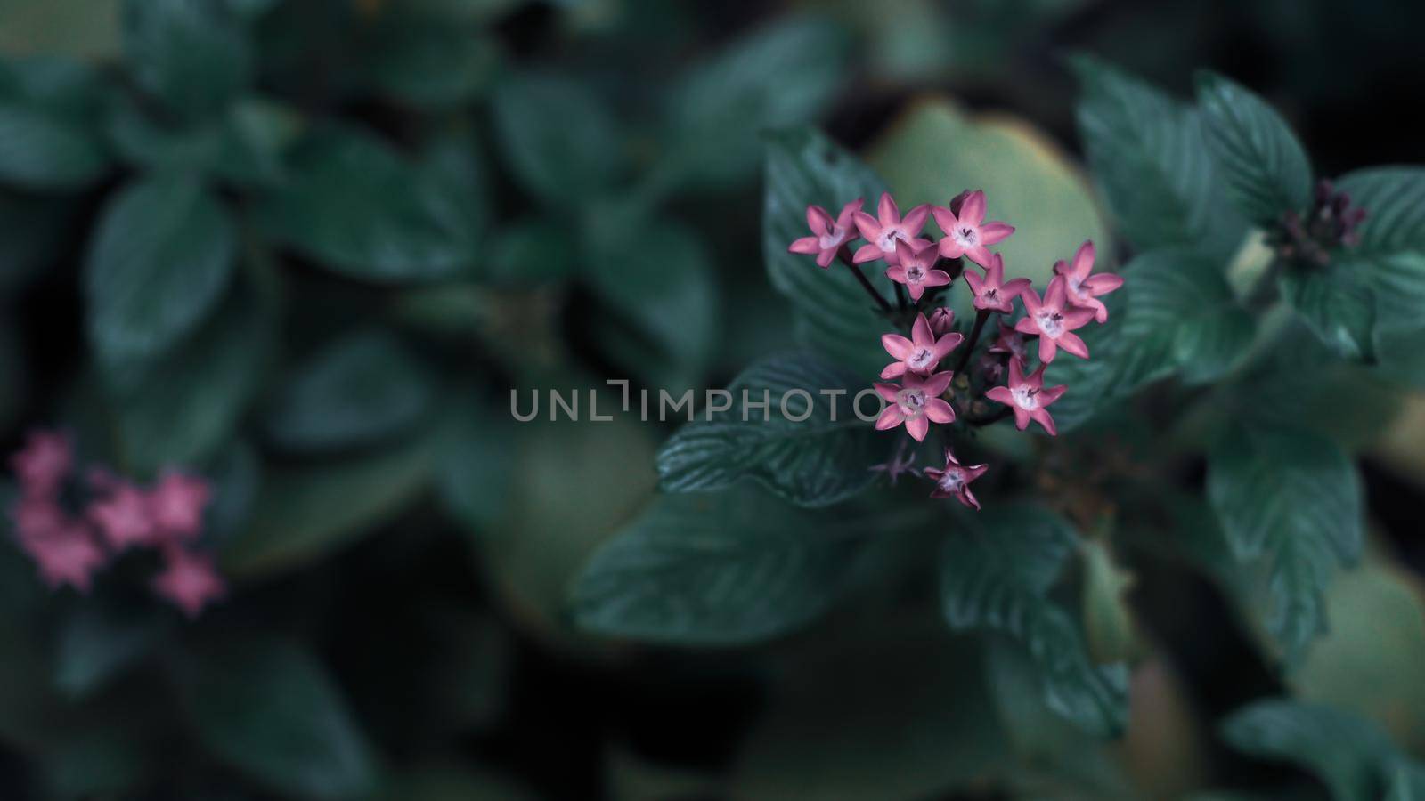 Nature Minimal Concept - Green Leaves Background with small little violet flower by Petrichor
