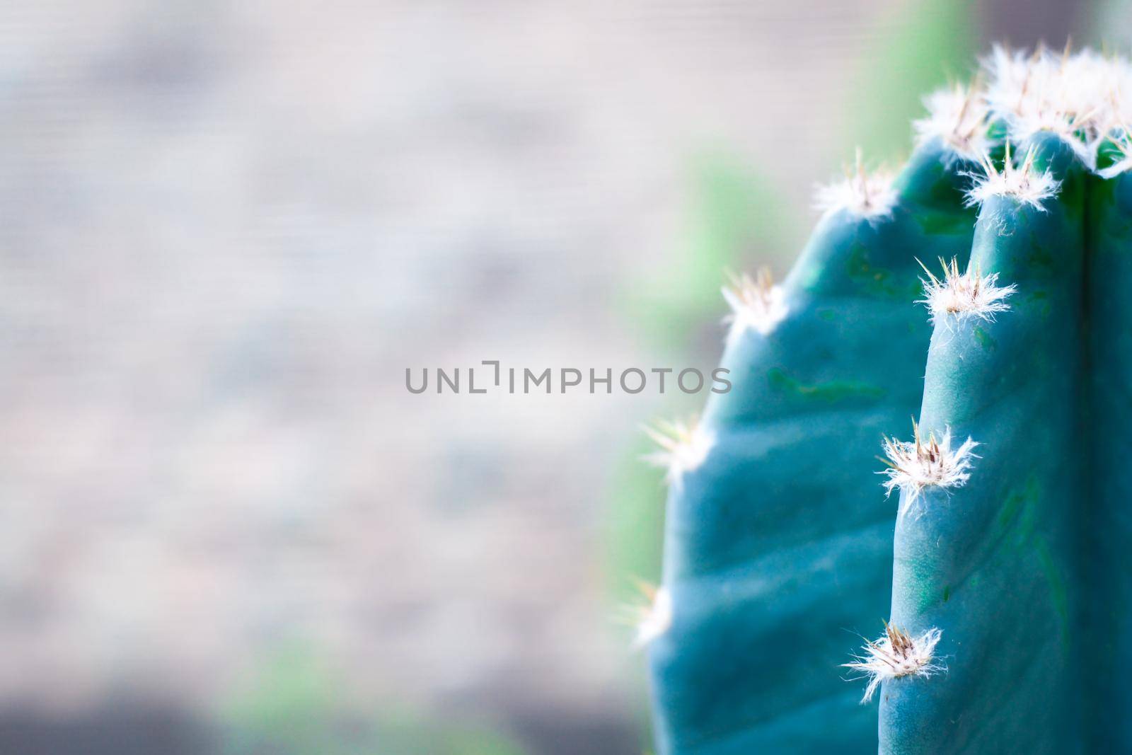 Green cactus in potting soil with long thorns by Petrichor