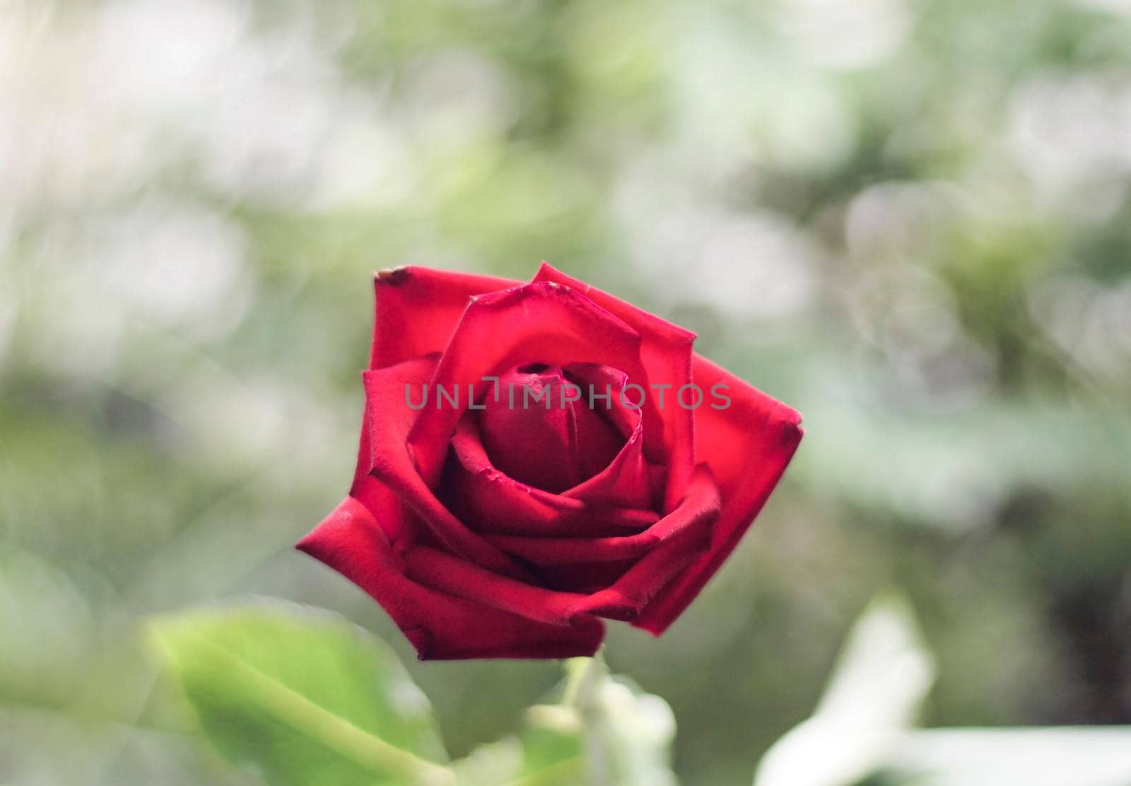 Single beautiful red rose selective focus on green nature blur background