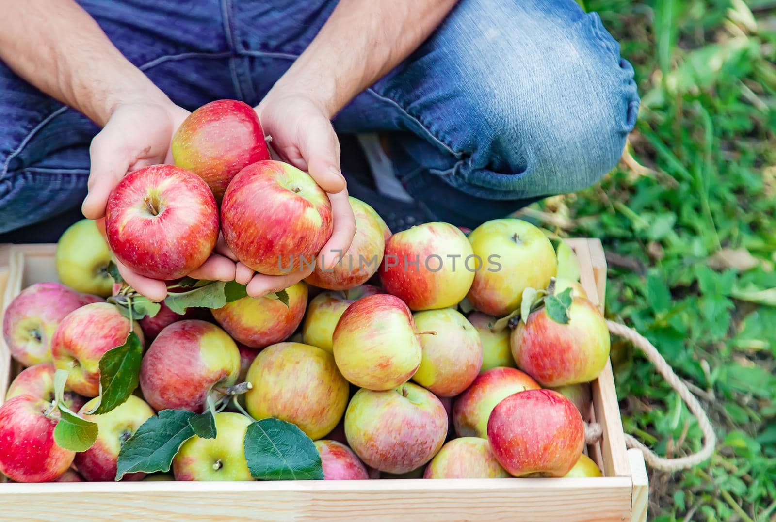 Man gardener picks apples in the garden in the garden. Selective focus. nature.