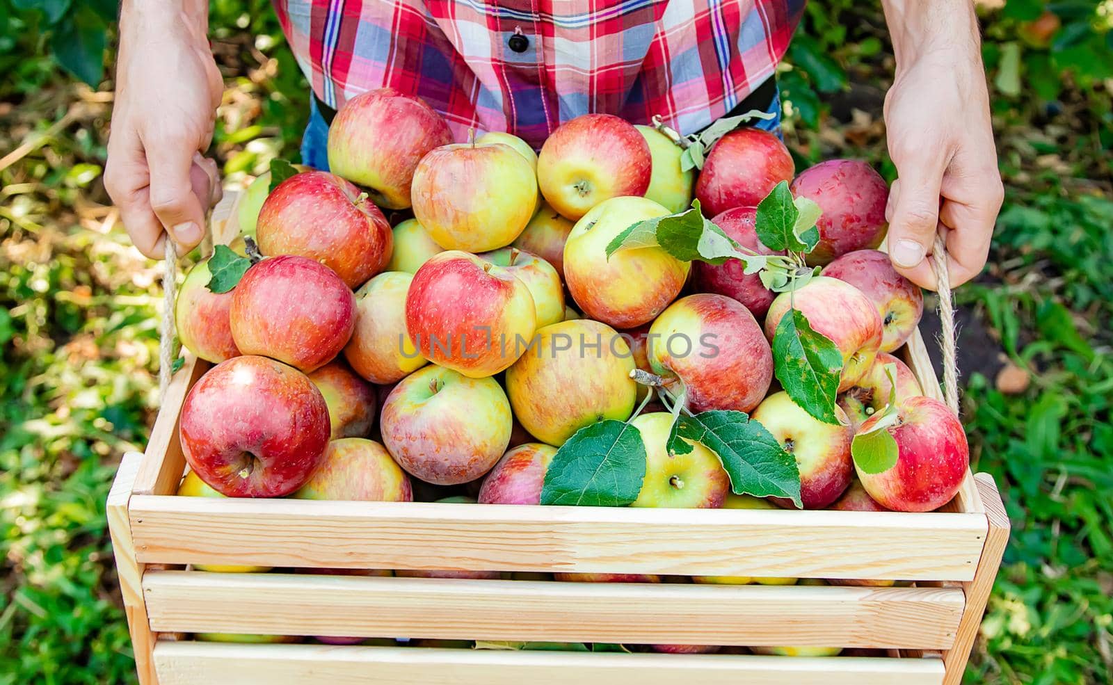 Man gardener picks apples in the garden in the garden. Selective focus. nature.