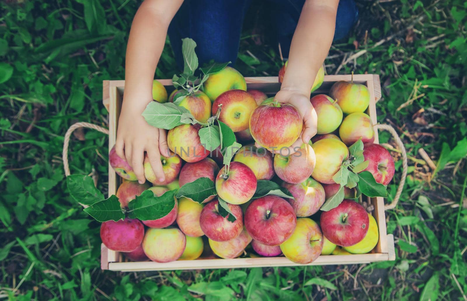 child picks apples in the garden in the garden. Selective focus. nature.