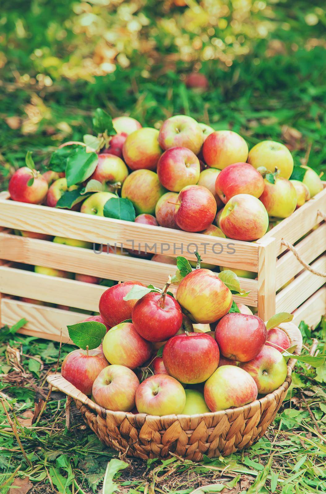 Harvest apples in a box on a tree in the garden. Selective focus. nature.