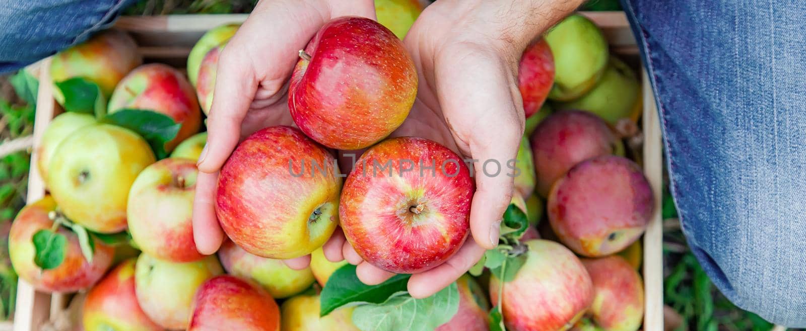 Man gardener picks apples in the garden in the garden. Selective focus. nature.