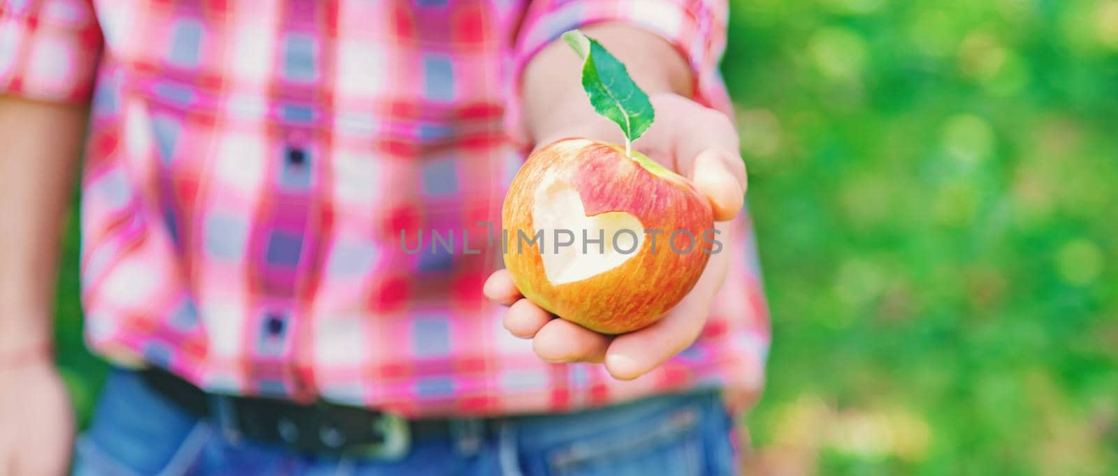 Man gardener picks apples in the garden in the garden. Selective focus. nature.