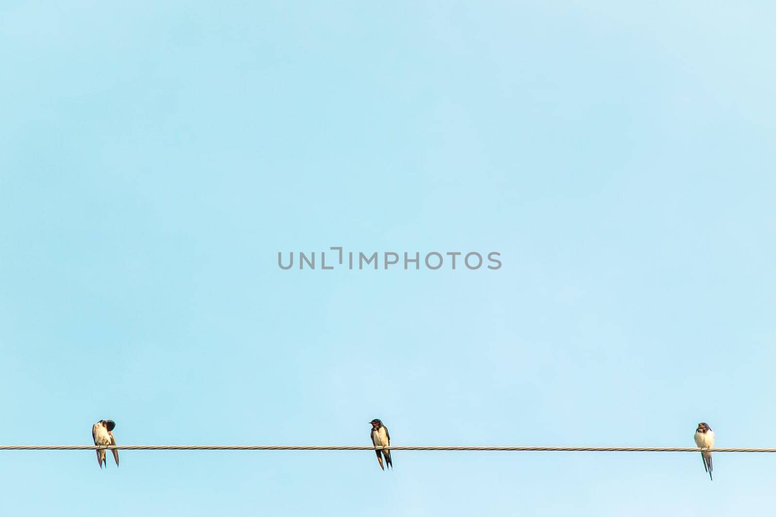 Black and white color feather swallow birds sit on electric cable wire rural summer environment against blue sky background. by Petrichor