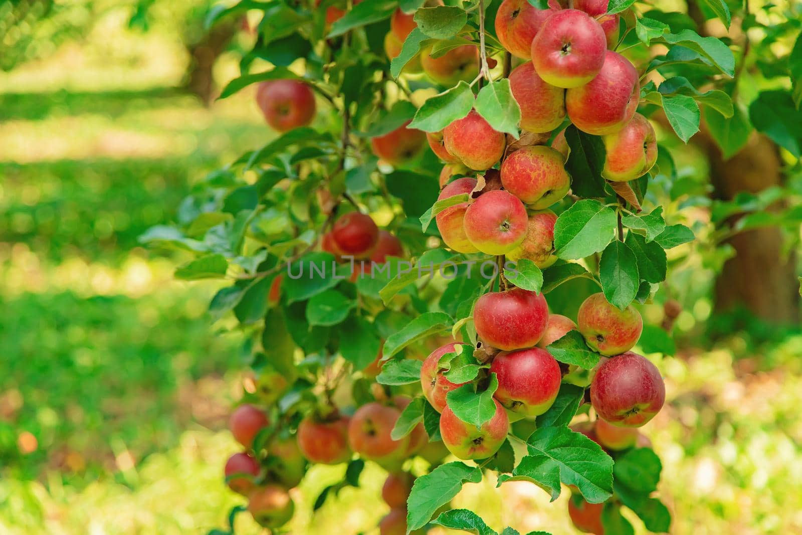 Apples on a tree in the garden. Selective focus. nature.