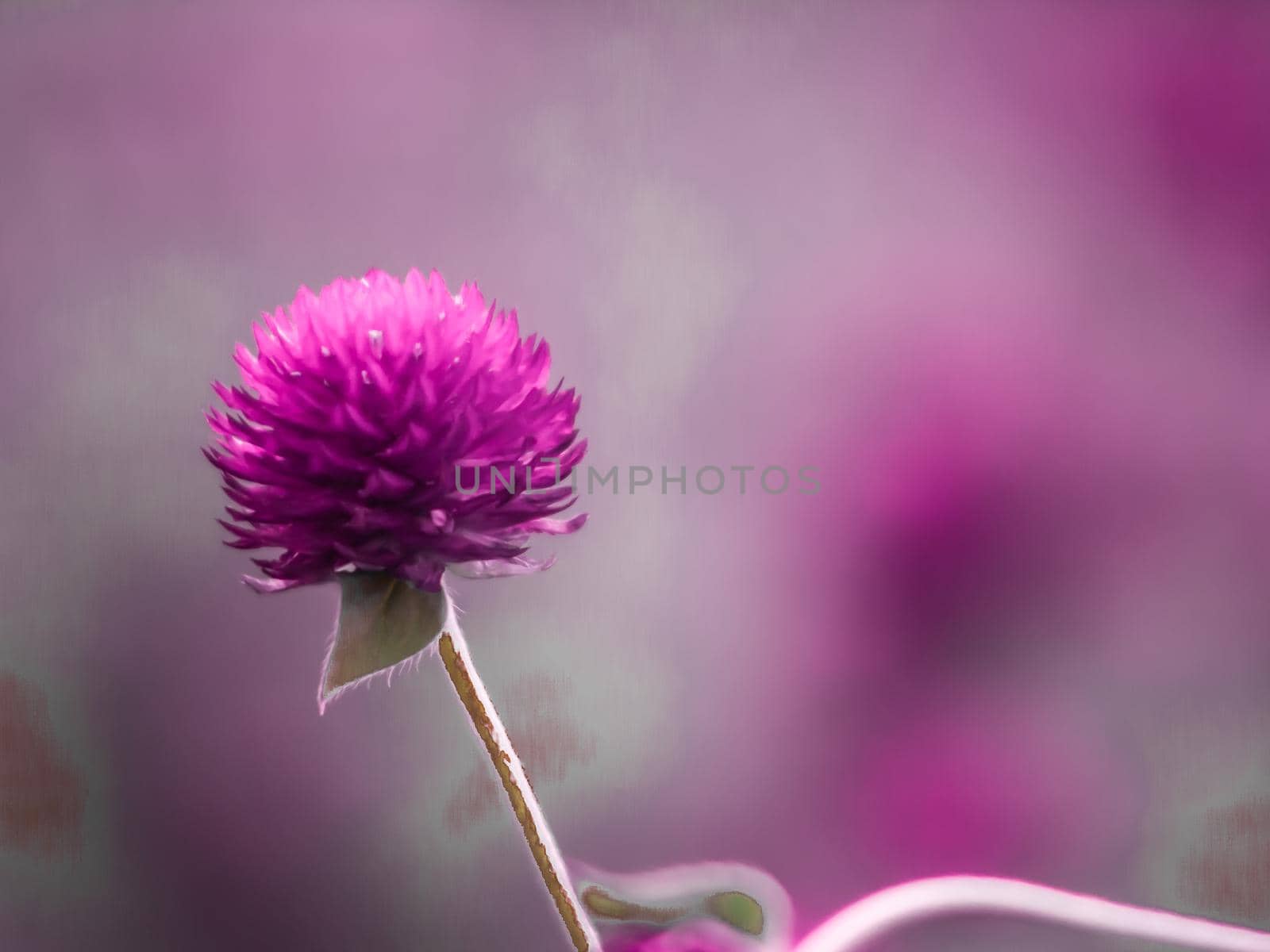 Vintage background little flowers, nature beautiful, toning design spring nature, sun plants .Purple color. Field of summer by Petrichor