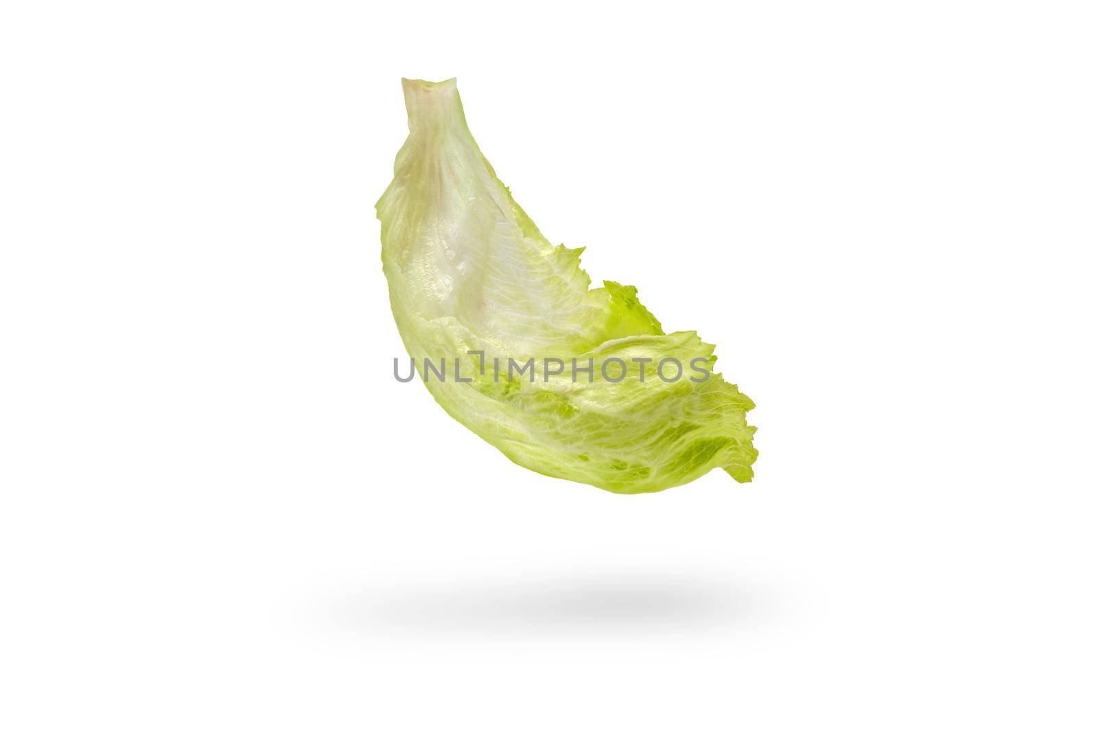 Iceberg lettuce green leaves isolated on white background. Fresh lettuce leaf drops with shadow.Ingredients for hamburgers.