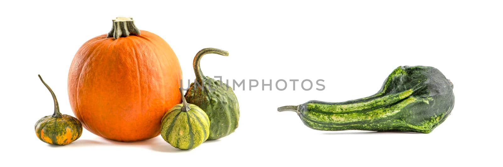 Autumn set of pumpkins isolated on white background for Halloween decoration. Set of pumpkins of different colors and shapes, green and orange.