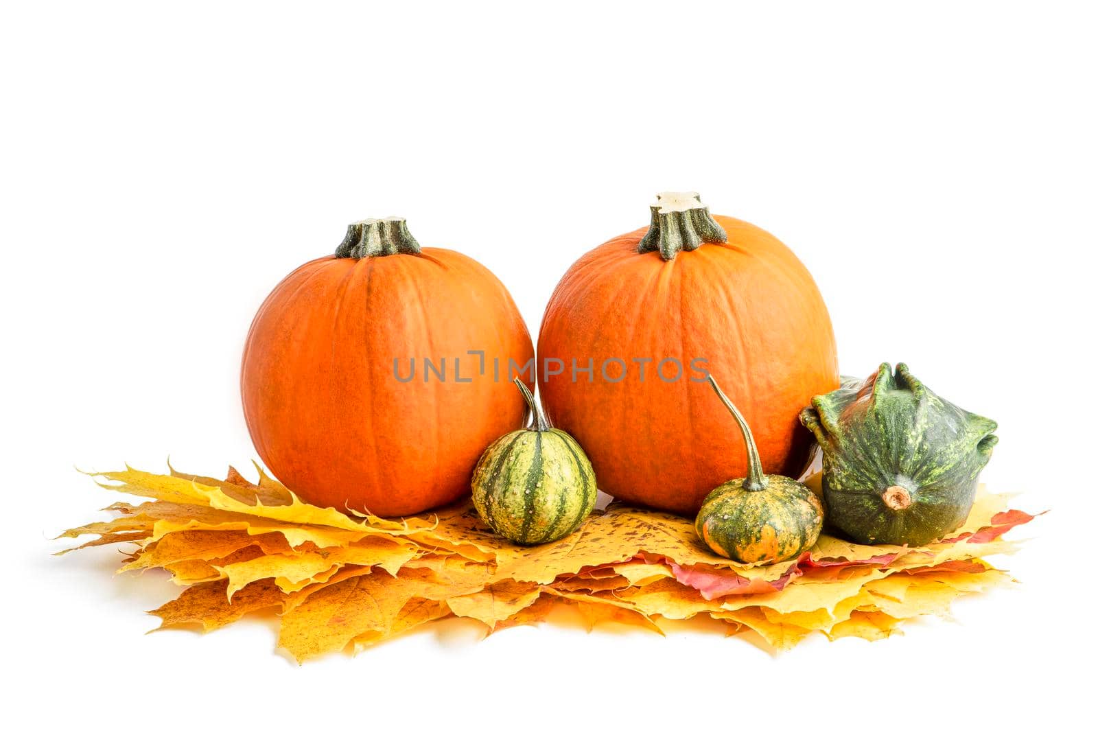 A large set of small pumpkins and pumpkin for Halloween decoration. Isolate on white background. Autumn set of decorative pumpkins and maple leaves