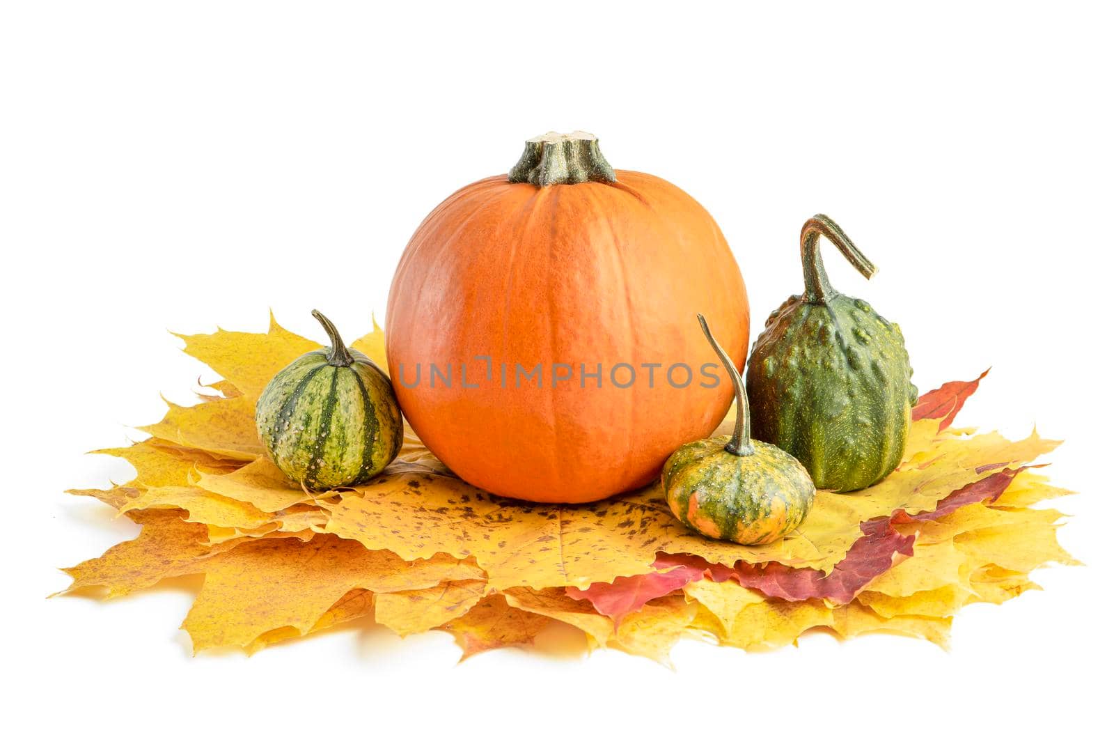 A large set of small pumpkins and pumpkin for Halloween decoration. Isolate on white background. Autumn set of decorative pumpkins and maple leaves