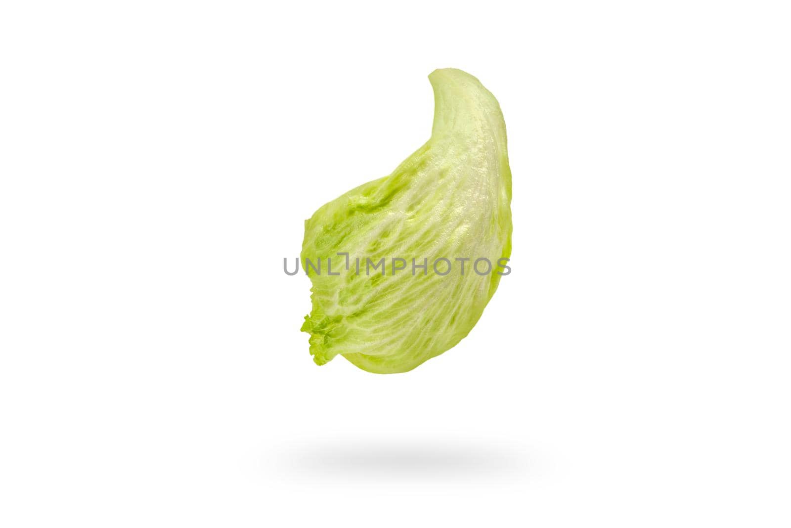 Iceberg lettuce green leaves isolated on white background. Fresh lettuce leaf drops with shadow.Ingredients for hamburgers.