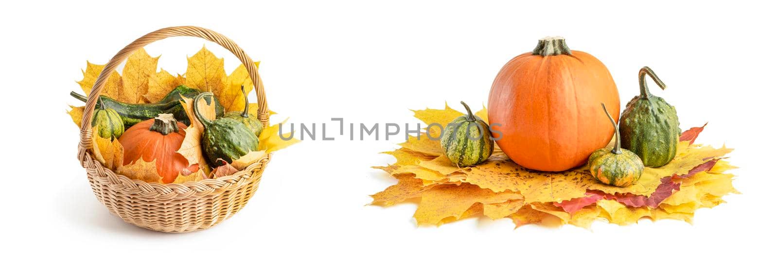 A large set of small pumpkins and pumpkin in a wicker basket, for Halloween decoration. Isolate on white background. Autumn set of decorative pumpkins and maple leaves. by SERSOL