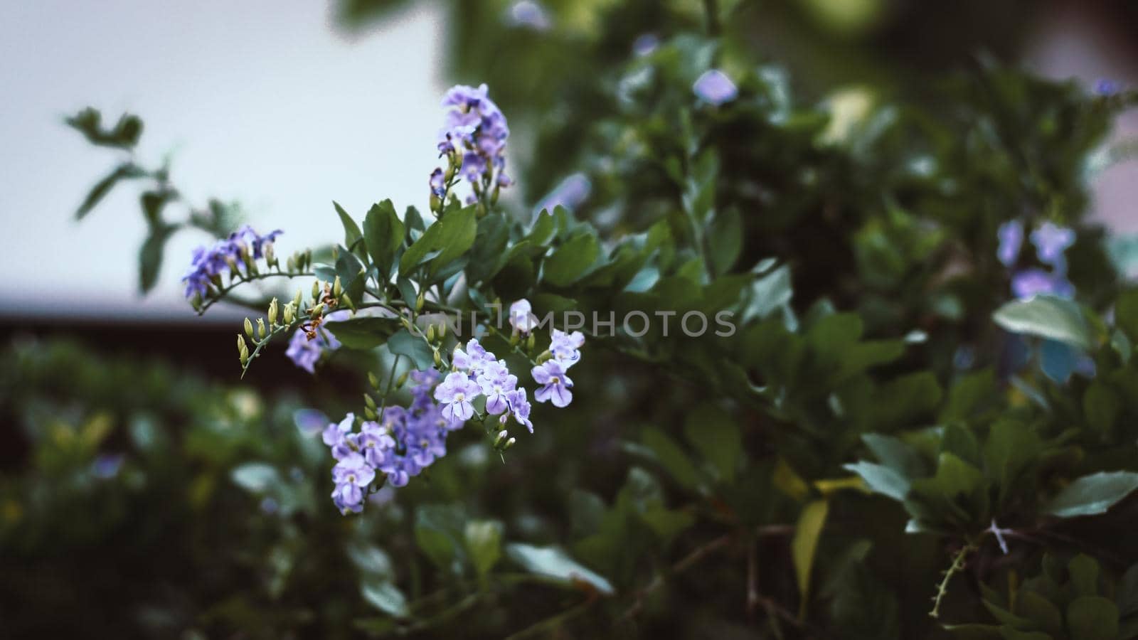 Little purple flower with Tropical leaves, abstract green leaves texture, nature background