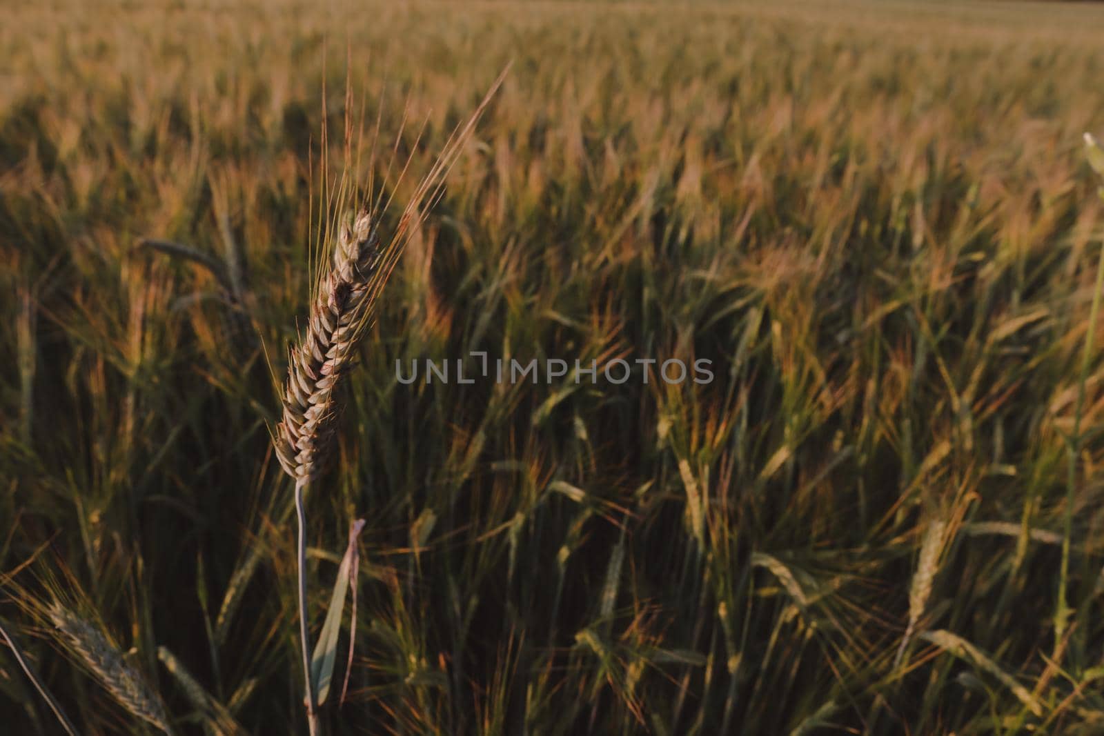 plantation of wheat. wheat crops growing texture