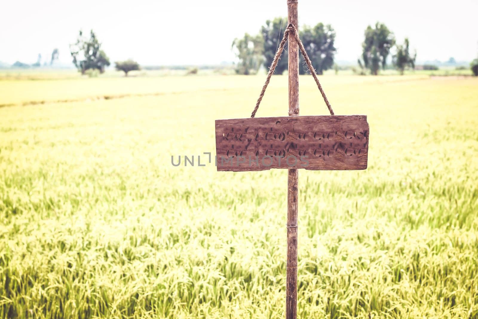 Wooden sign on green rice field environment background abstraction vacation travel by Petrichor